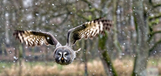 Elvis - der Bartkauz aus dem Wildpark Eekholt