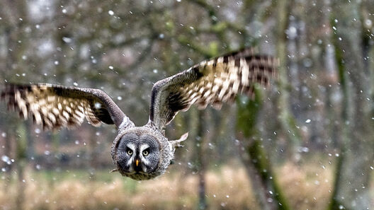 Elvis - der Bartkauz aus dem Wildpark Eekholt