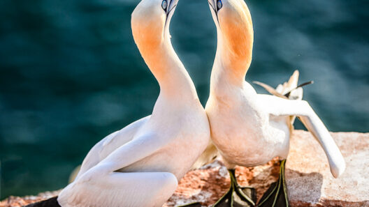 Liebesritual zwischen Basstölpel