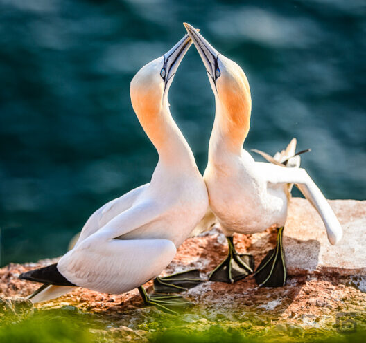 Liebesritual zwischen Basstölpel