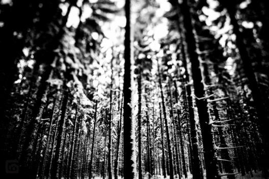 Frischer Schnee im Wald