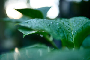 Lumix 25mm f/1.4
