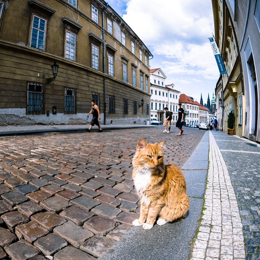 Streetphotography mit Katze - mehr Internet geht nicht