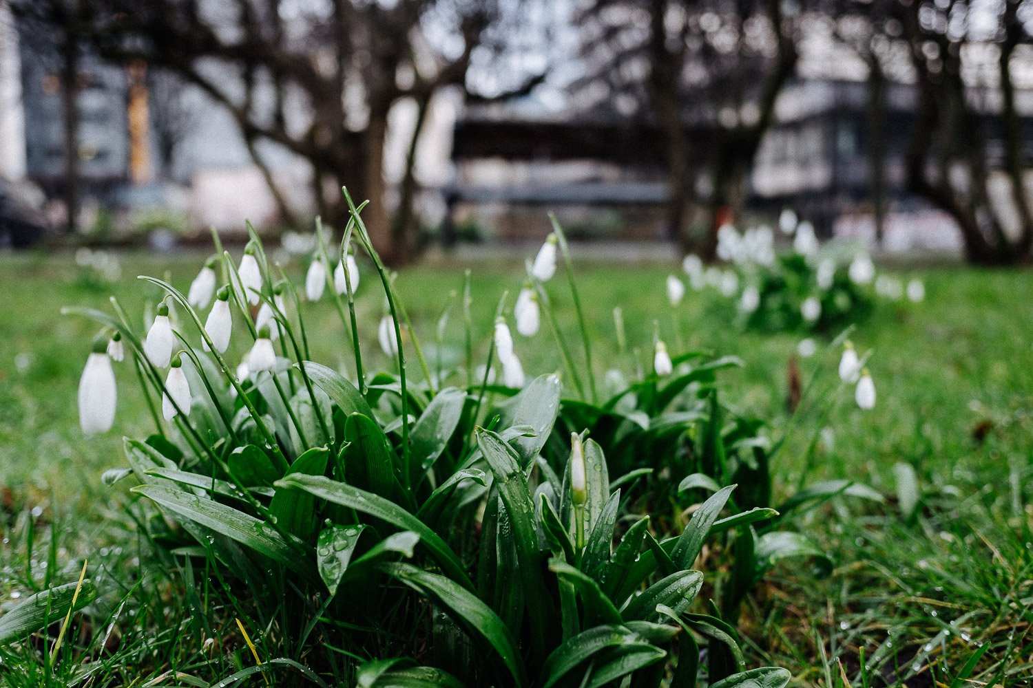 Bokehtest - 1/125 sec, f/2.8, ISO 200