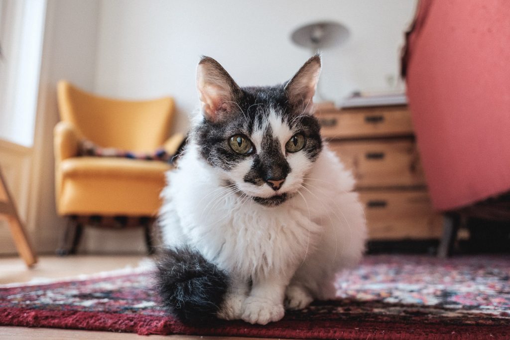 Schöne Wiedergabe der Strukturen im Fell auch im Nahbereich (1/30 sec, f/2.8, ISO 1600, classic chrome)