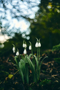Bildbeispiel mit Leica M9 und dem Summicron-C 40mm als preiswerter einstieg in die Leica Welt