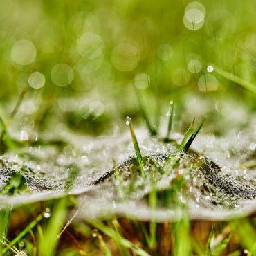 Morgentau am Spinnennetz im Gras - Entshitification von Trackern im Internet