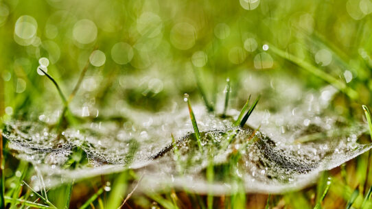 Morgentau am Spinnennetz im Gras - Entshitification von Trackern im Internet