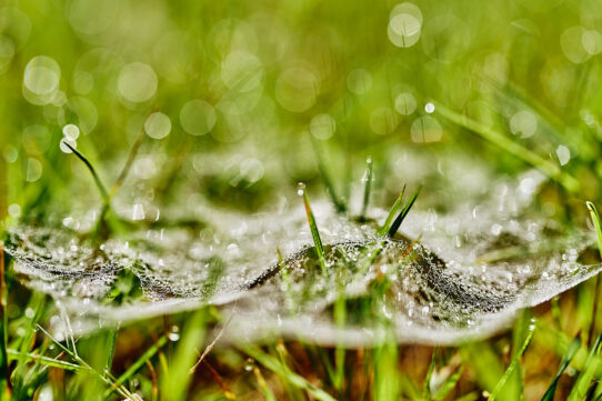 Morgentau am Spinnennetz im Gras - Entshitification von Trackern im Internet