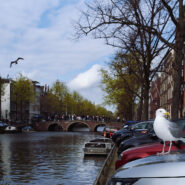 Eine Möwe sitzt auf einem Auto, während am Amsterdamer Kanal Menschen und Boote die malerische Szenerie genießen. Schönes Beispiel der Zeichnung einer Mandler Linse.