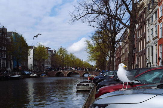 Eine Möwe sitzt auf einem Auto, während am Amsterdamer Kanal Menschen und Boote die malerische Szenerie genießen. Schönes Beispiel der Zeichnung einer Mandler Linse.