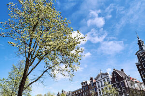 Hausfassaden und ein Baum im Frühling. Schönes Beispiel der Zeichnung einer Mandler Linse.
